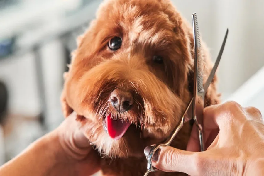 Regular Grooming