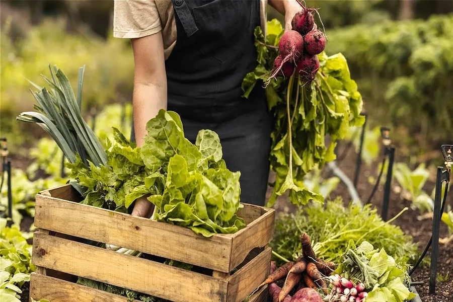 Growing Food At Home