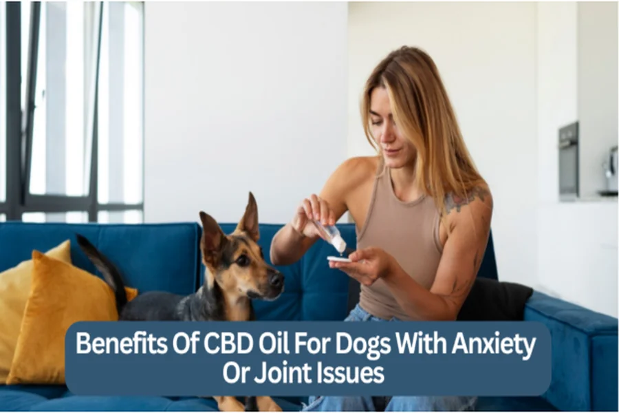 CBD Oil
