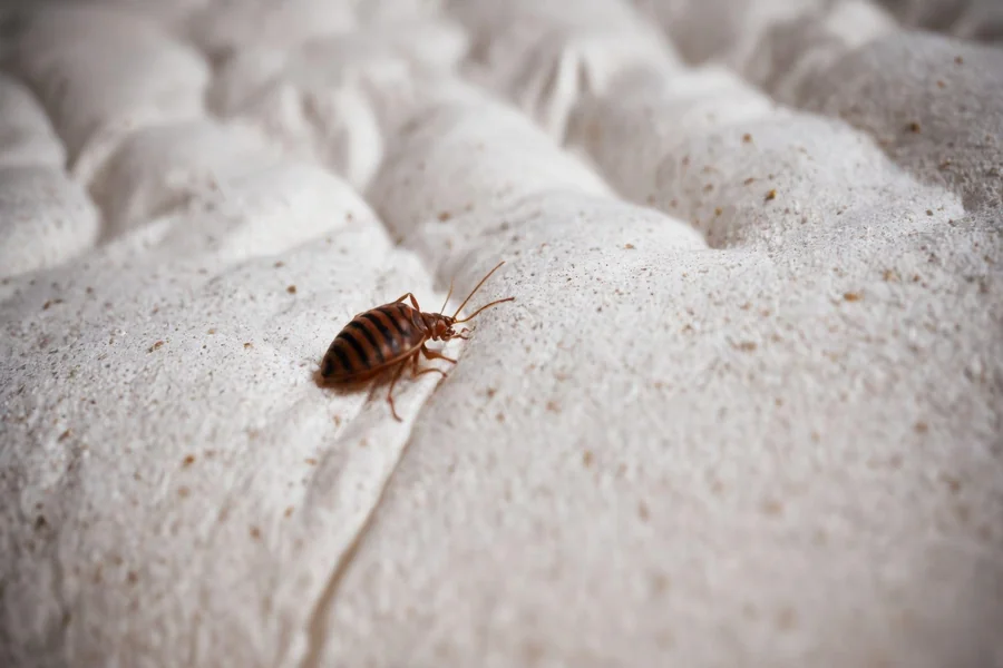Bed Bug