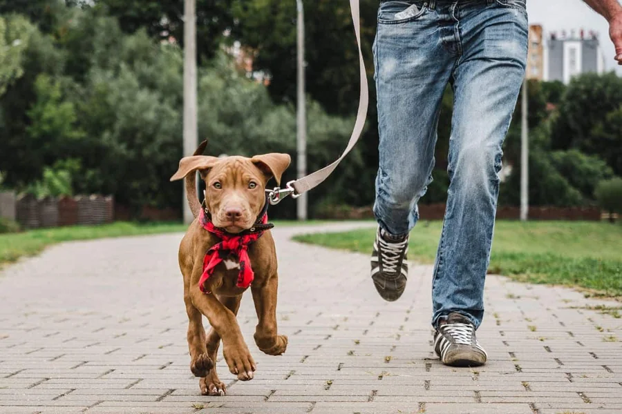 Dog Training