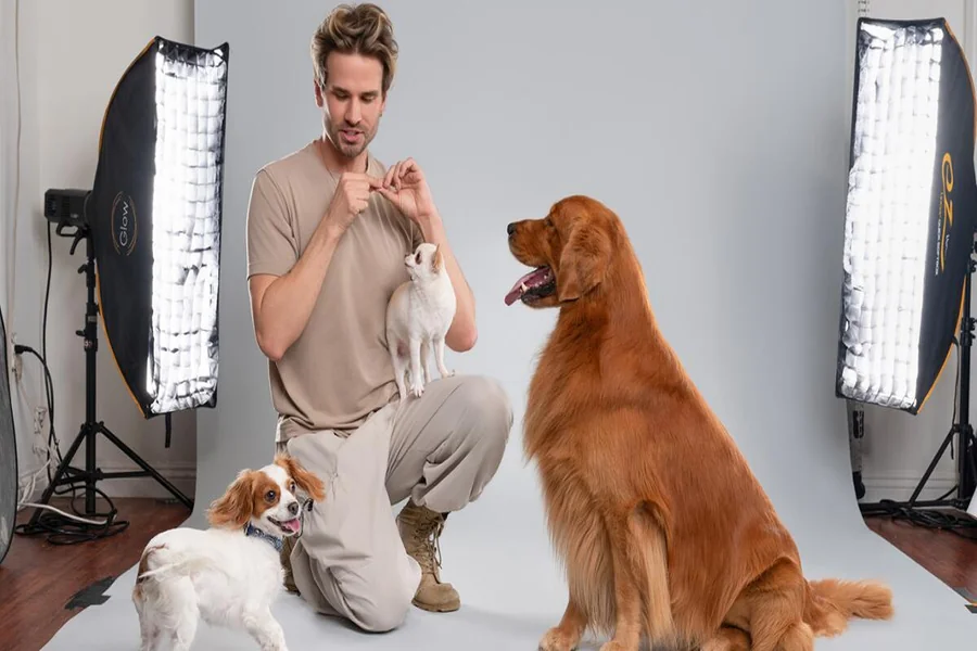 Why Urban Dogs Thrive With Structured Daytime Care