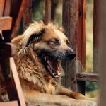 When Are Dog Bites Not Covered by Home Insurance?