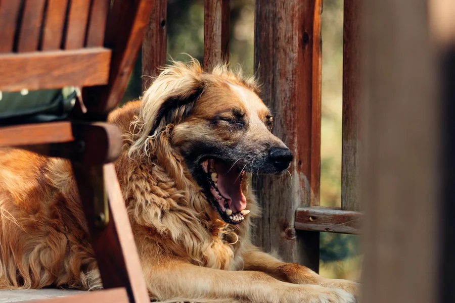 Home Insurance