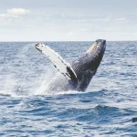 Why National Ocean Month Matters for Our Health and Planet
