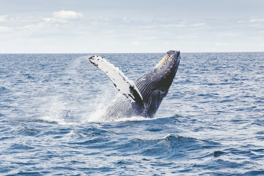 Why National Ocean Month Matters for Our Health and Planet