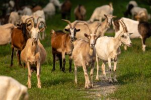 Goat Serum in Immunohistochemistry — Why Blocking Step Choice Affects Staining Accuracy