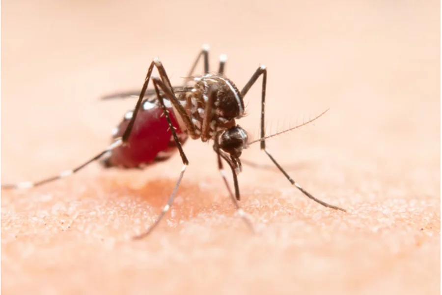 Mosquito
